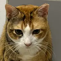 yokyxd