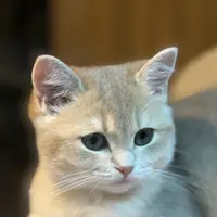 kittywong23