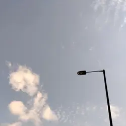 葡萄牙月桂