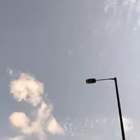 葡萄牙月桂
