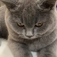 IcyIcyLau