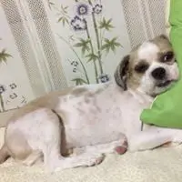 ling8_8ling