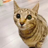NinaLan
