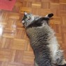 Fat Cat 007