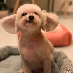 andyyoco