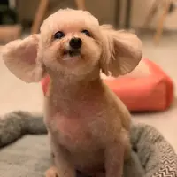 andyyoco