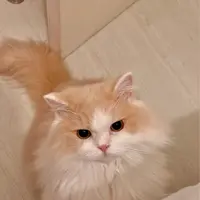 吃辣人士