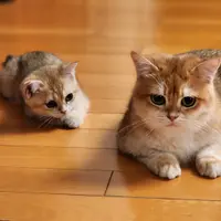 食食食米