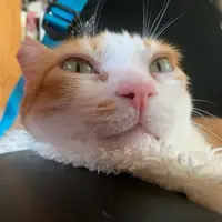 BBBellyfoodie 