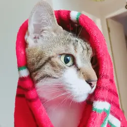 MingMingNgNg