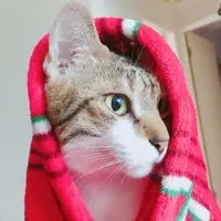 MingMingNgNg