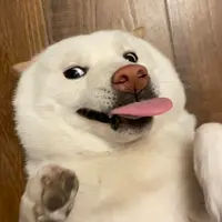 樂妍