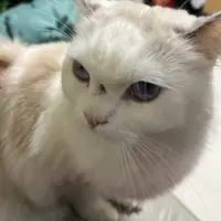 nikiB_pang