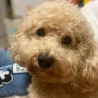 小昭不悔