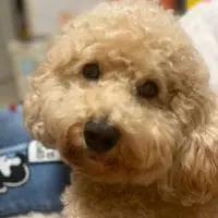 小昭不悔