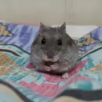 行走中的倉鼠愛美食
