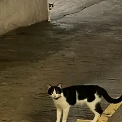 OwO Hei