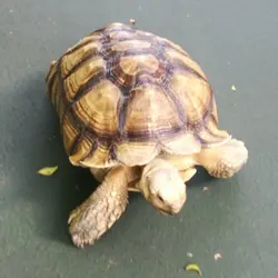 食好西88