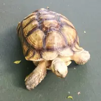 食好西88
