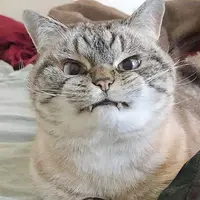 低调猫姐