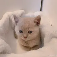 肥糕團喵