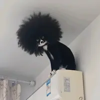 是張啦啦吖
