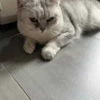 ifoodie_cat