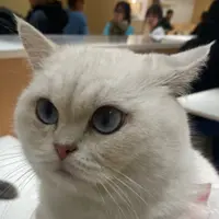 Meowpin