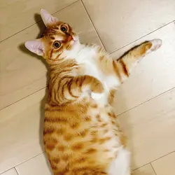 rosy.foodie