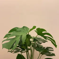 theplanteaters