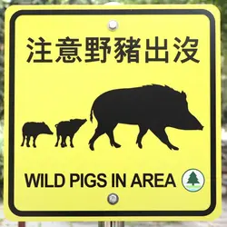 hungry_wildboar