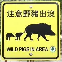 hungry_wildboar