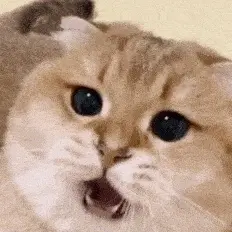 徐志摩表妹