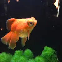 sasaaaaaaa