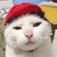 愛生氣的害羞鬼