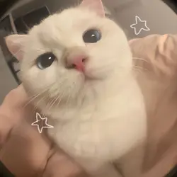 apjgmmjmjhzj