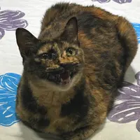Yeontan714
