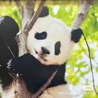 耶啵耶啵盼打