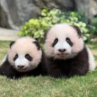 食好西使者