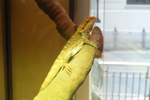 身形闊如龜，圖案獨特的鬆獅蜥