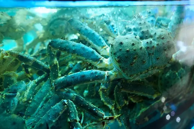 清蒸阿拉斯加帝皇蟹