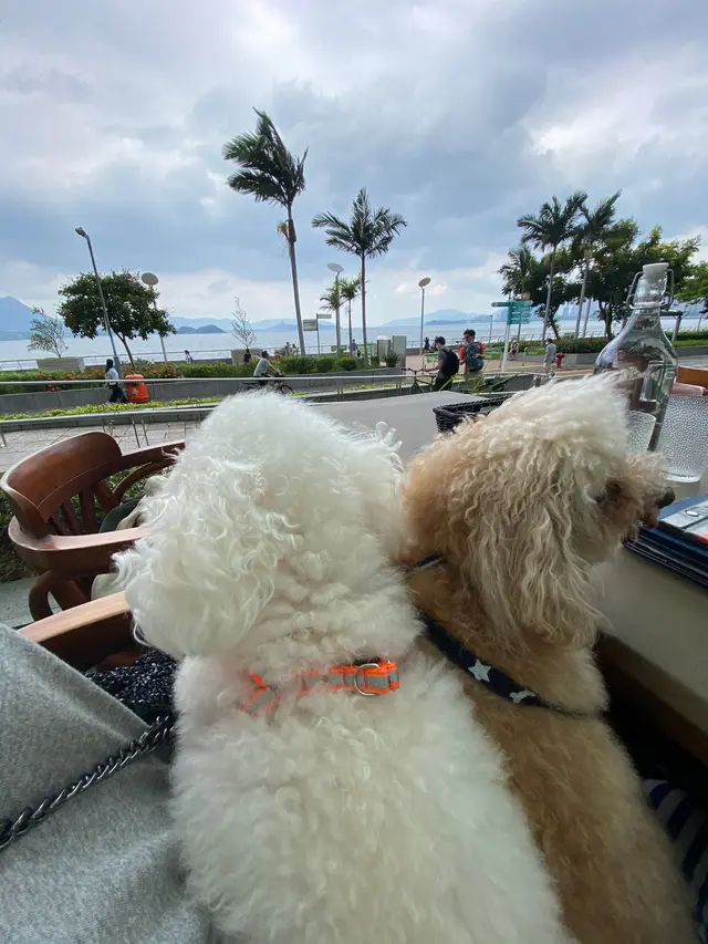 可以出街街, 又可以望海, 主子們表示滿意及高興! 