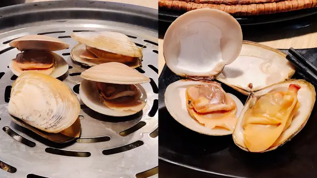 紐西蘭刀貝蚌 及 月亮貝