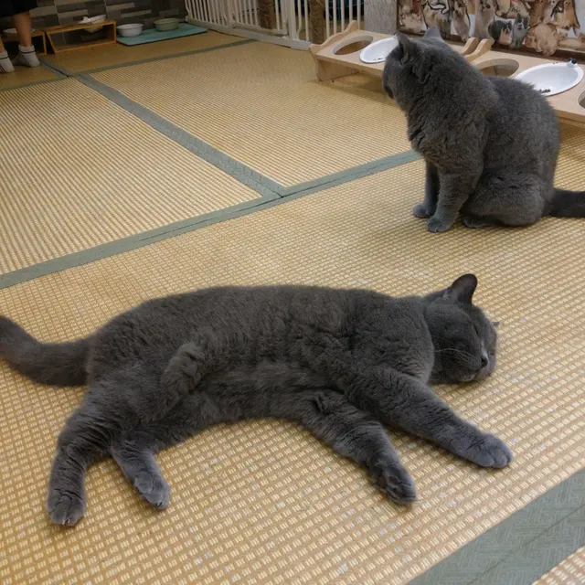 😺😺銀仔與銀媽,全場唯一一對英短,銀仔喜歡拍屁屁的😻