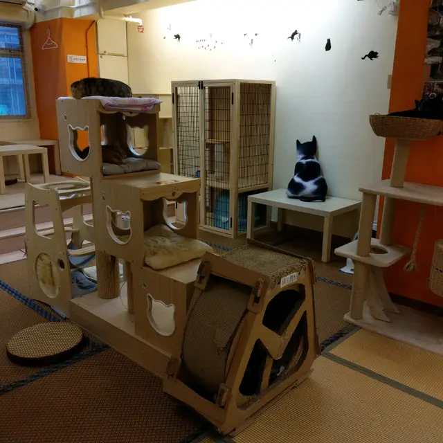 😽店內都有唔少位比貓貓休息