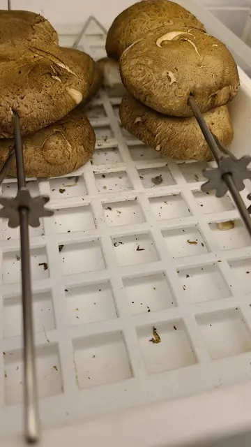 盛器发霉
