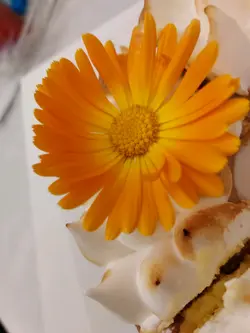 食用花