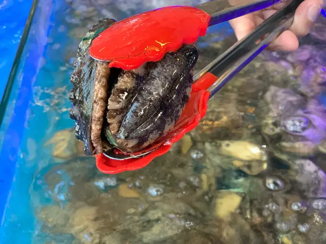 鮑魚