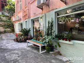 春茶曉