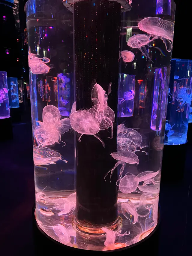 有四支水母萬花筒在餐廳中央,可在席間隨意前往參觀